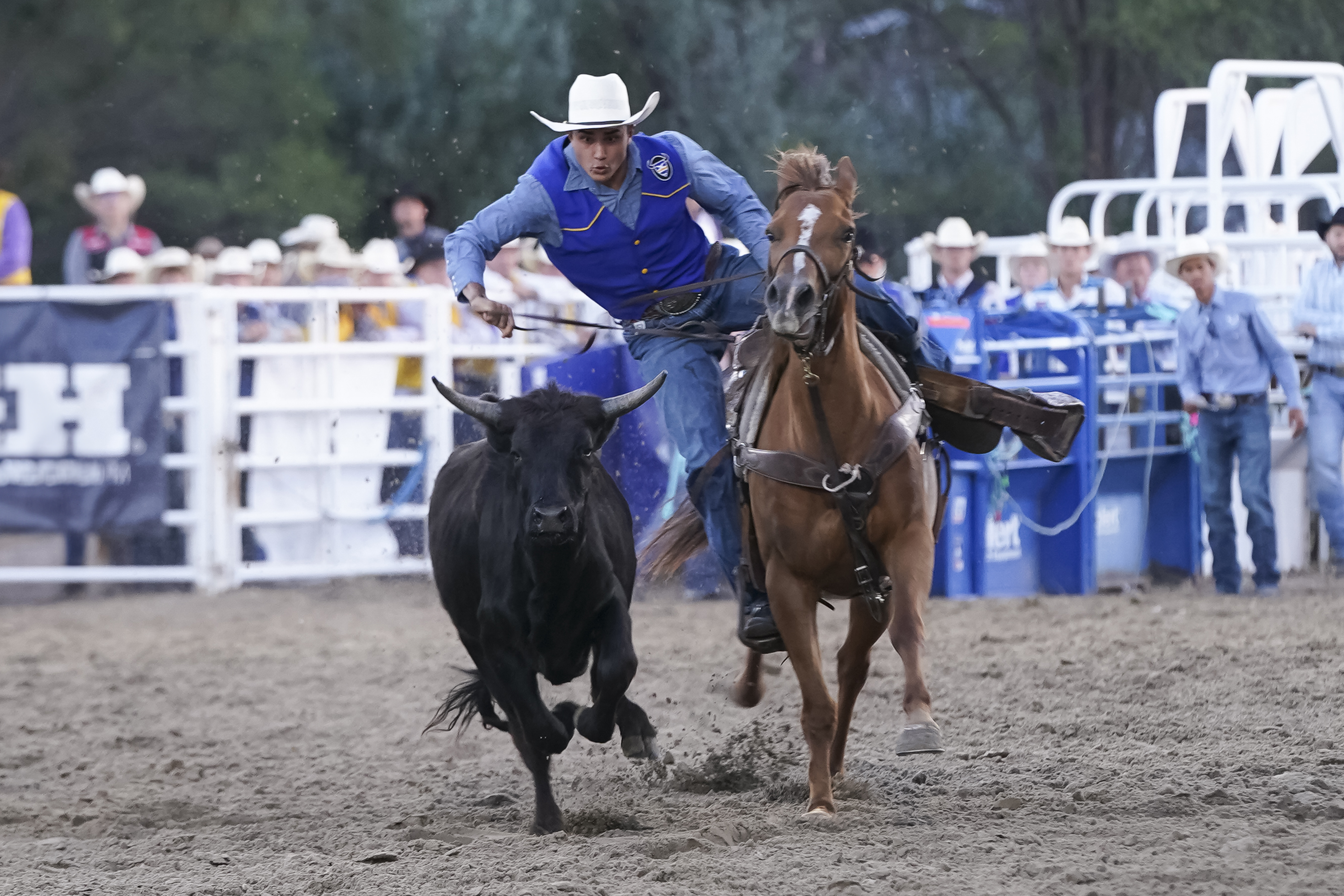 Eli Higa competes in the steer wrestling event at the Mid-Plains Community College Stampede in early September.