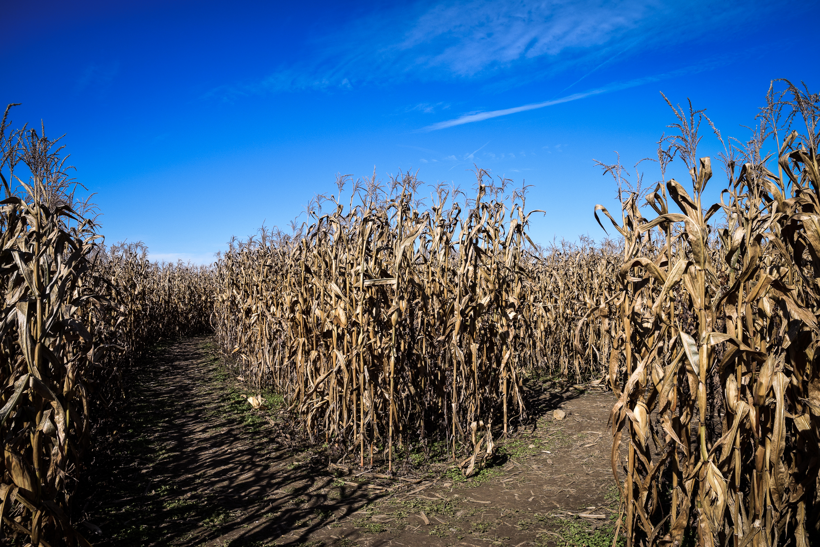haunted corn maze
